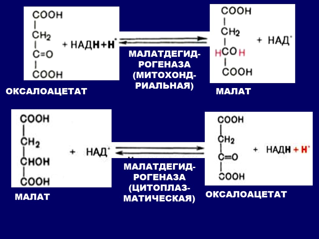 Гликогенолиз биохимия схема